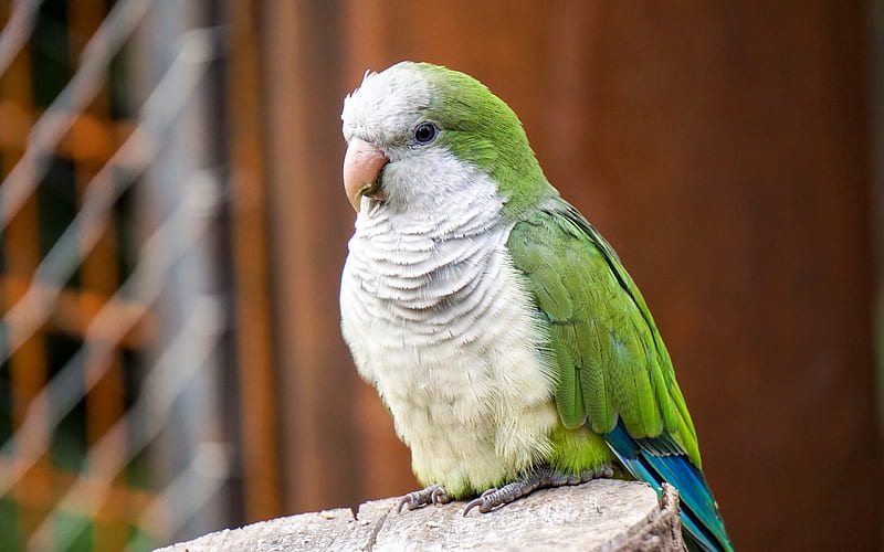 Parrot monk parakeet color bird-High Quality, HD wallpaper
