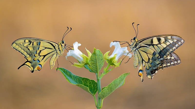 Swallowtail Butterflies On White Flowers In Blur Background Butterfly, HD wallpaper