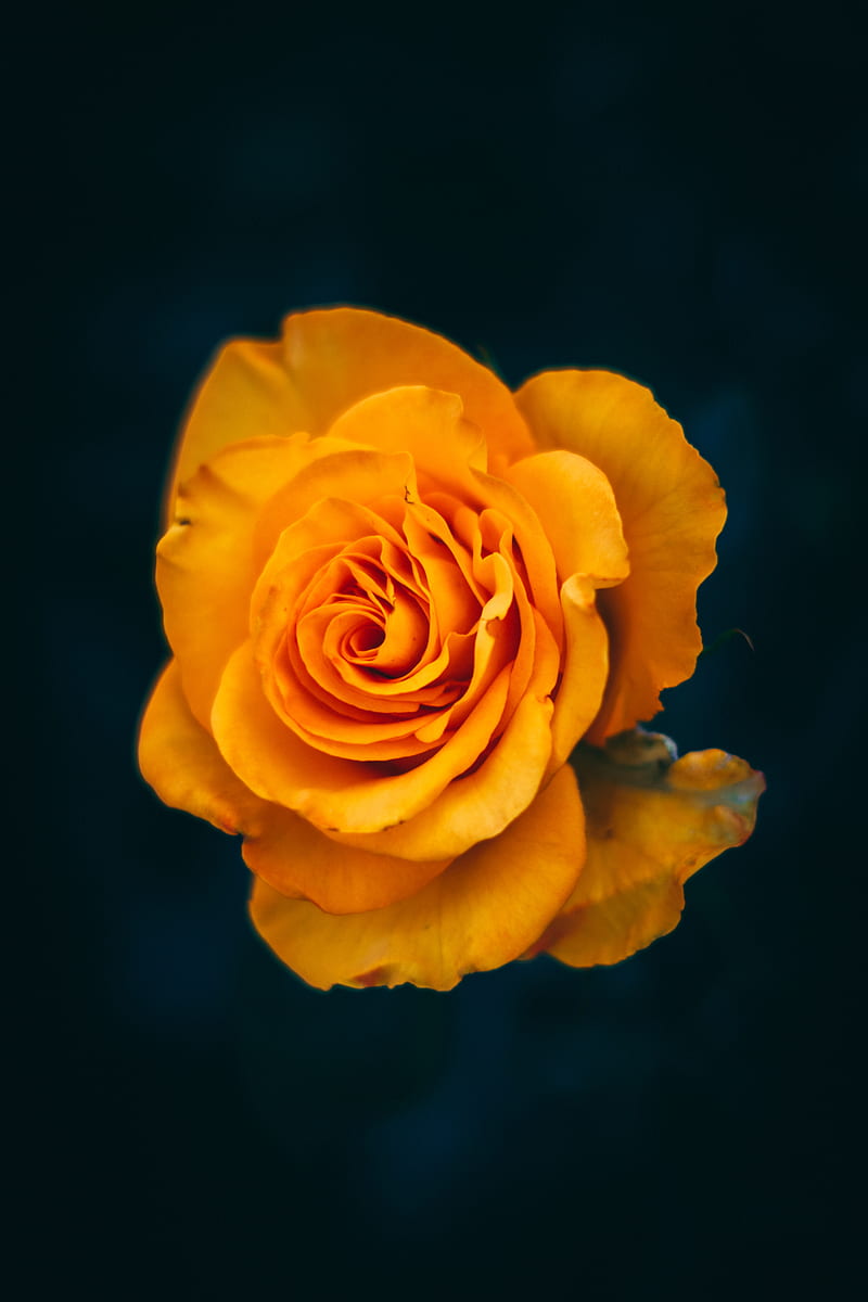 rose, flower, yellow, bloom, closeup, HD phone wallpaper