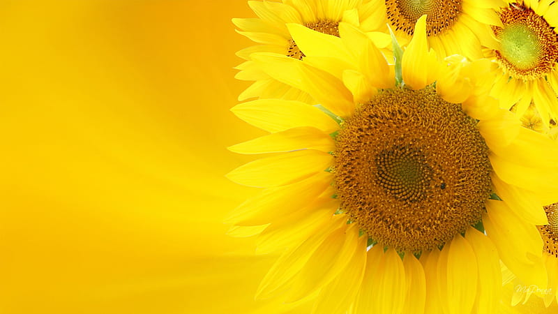 Majestic Sunflower, pretty, fall, , autumn, sun, firefox persona, sunflower, petals yellow, big, flower, huge, HD wallpaper