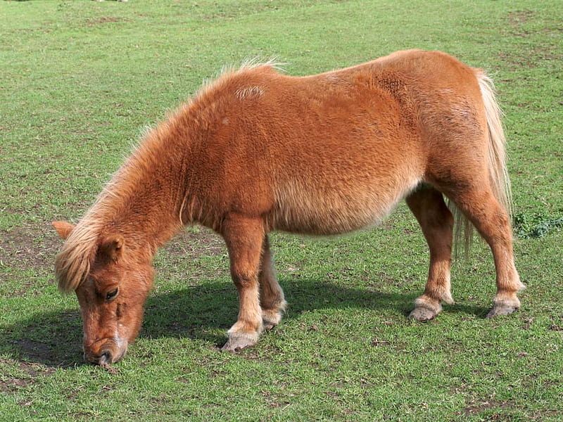 Shetland pony, pony, horse, grass, animal, HD wallpaper