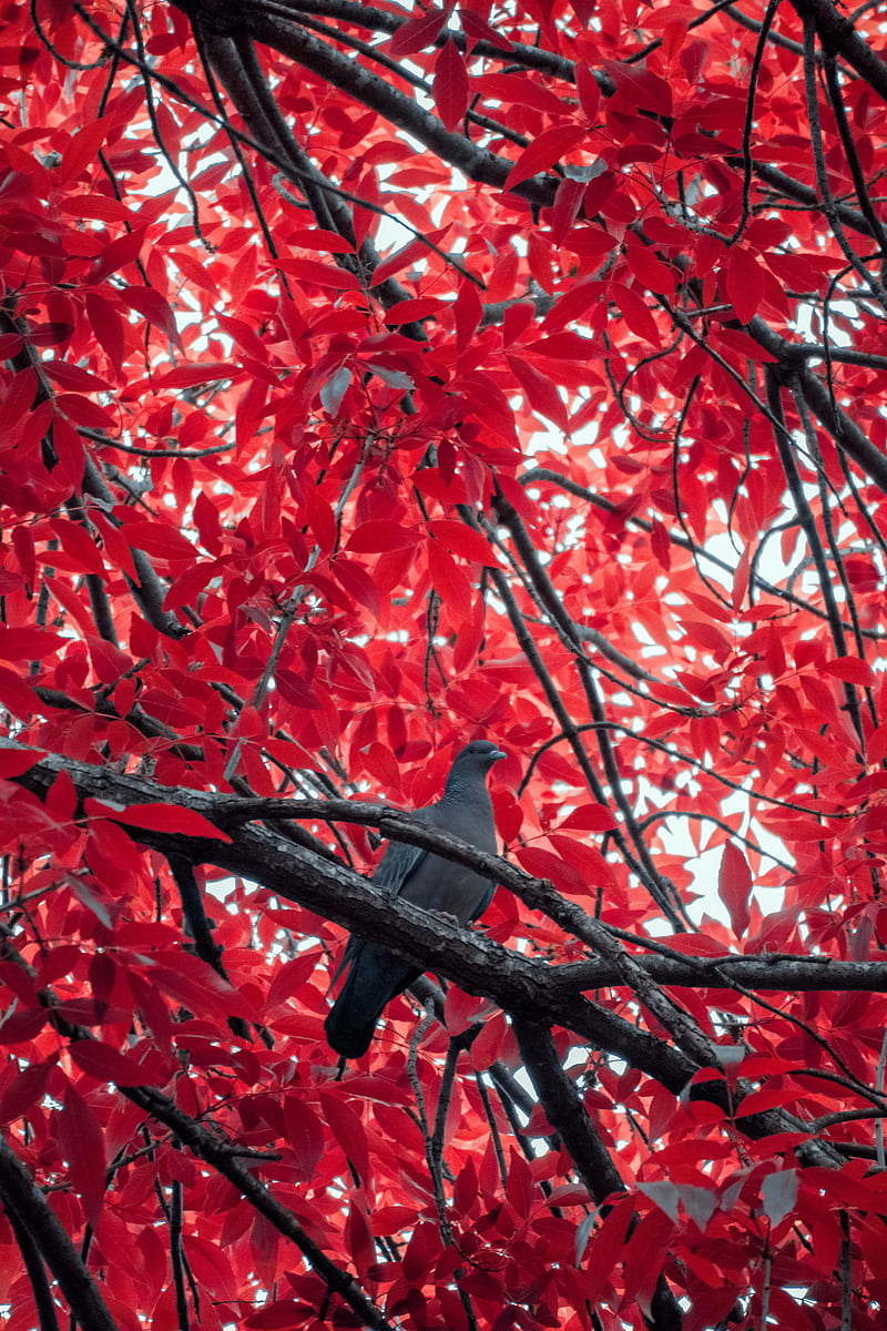 pigeon, bird, branch, tree, red, HD phone wallpaper