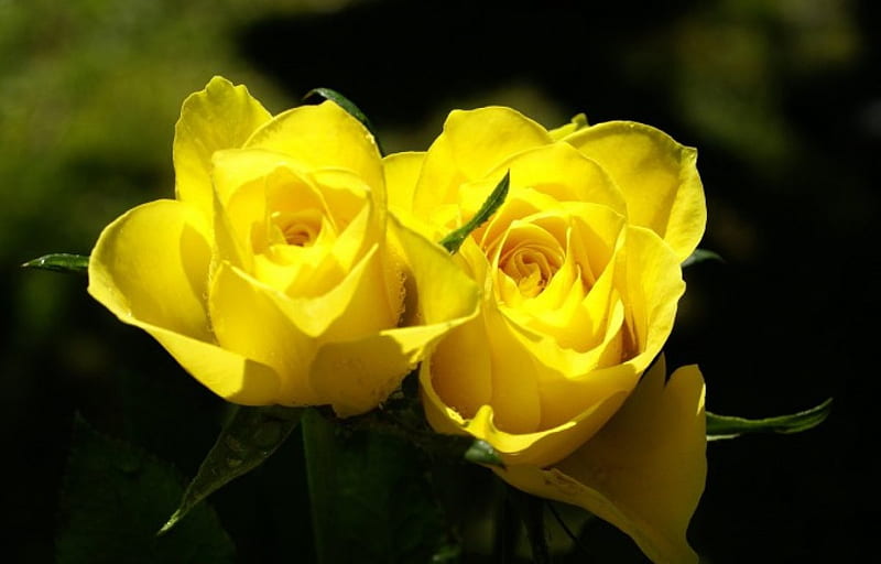 Yellow Roses, Yellow, Rose, Garden, Flower, HD wallpaper | Peakpx