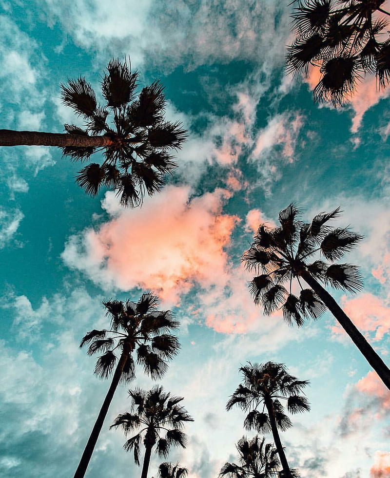 Cotton Candy Sunset, colorful, cotton candy, palm tree, HD phone wallpaper  | Peakpx