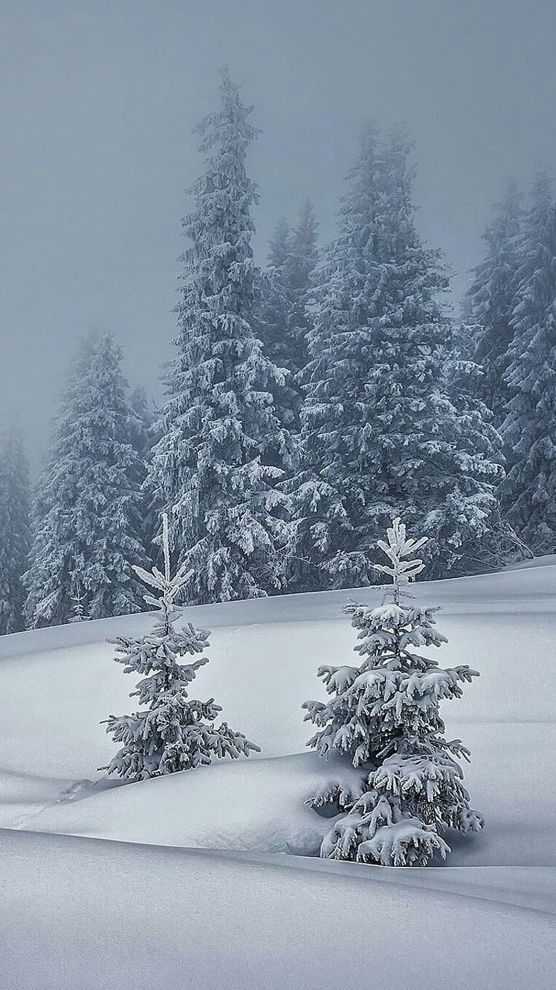 Brumoso, frío, niebla, bosque, naturaleza, nieve, árboles, clima, invierno, Fondo  de pantalla de teléfono HD | Peakpx