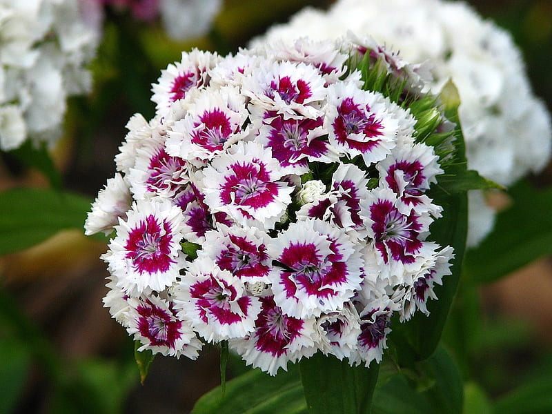 Varigated dianthus, varigated, dianthus, pretty, purple, flowers, nature, white, HD wallpaper