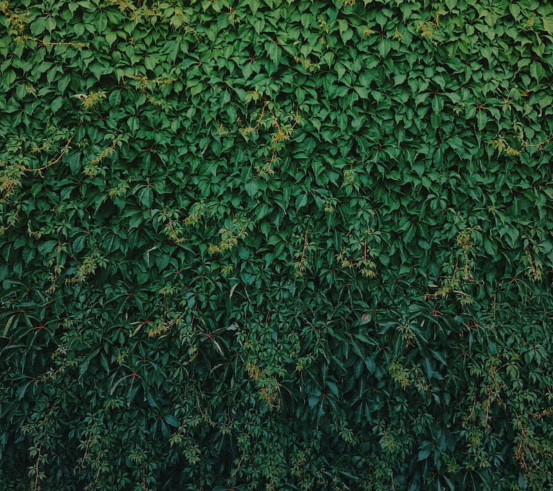 Wall of Green, clean, growing hedge, leaf, leaves, lush, nature plant, simple, HD wallpaper