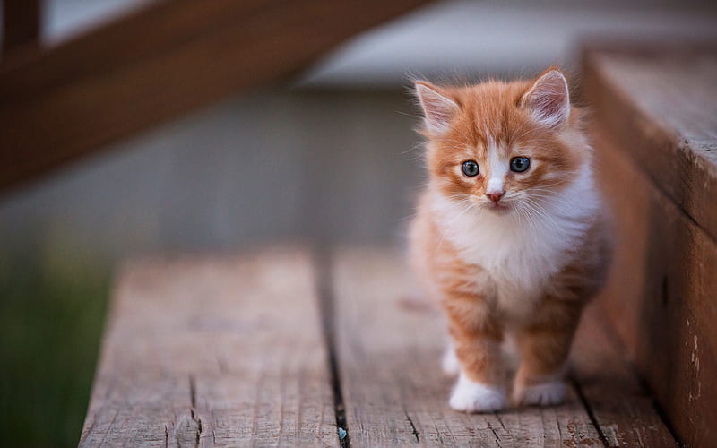 ginger kitten, little cute cat, pets, domestic cats, cute animals, cats, HD wallpaper