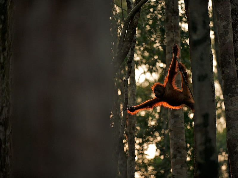 orangutan swing throw the trees, borneo, orangutan, swing throw trees, HD wallpaper