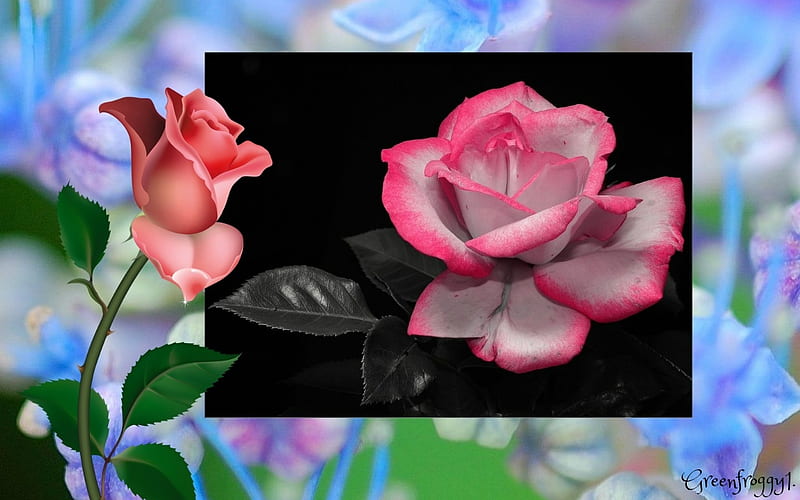 LOVELY ROSE, PRETTY, ROSE, FRAMED, HD wallpaper | Peakpx