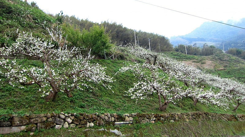 Mountain covered with Oriental plum, tree, Mountain, Oriental plum, flowers, Prunus salicina, HD wallpaper