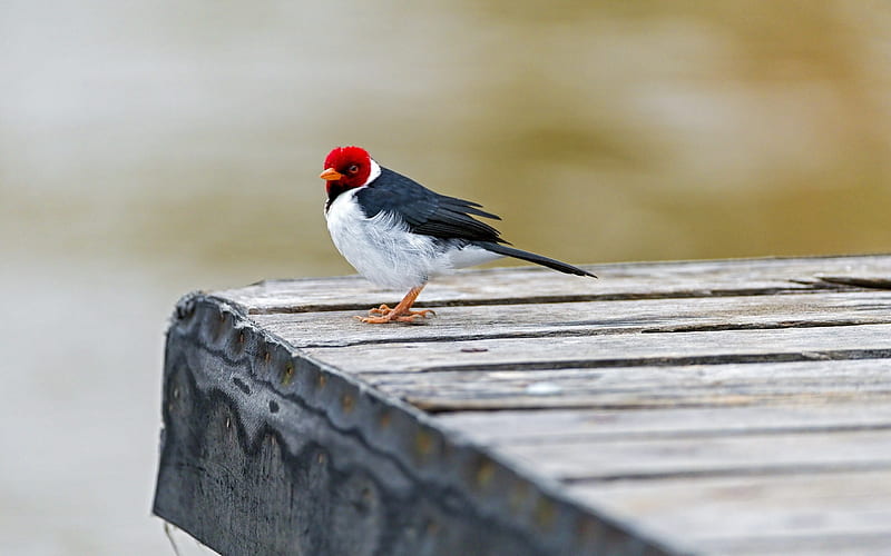 red capped bird-Animal, HD wallpaper