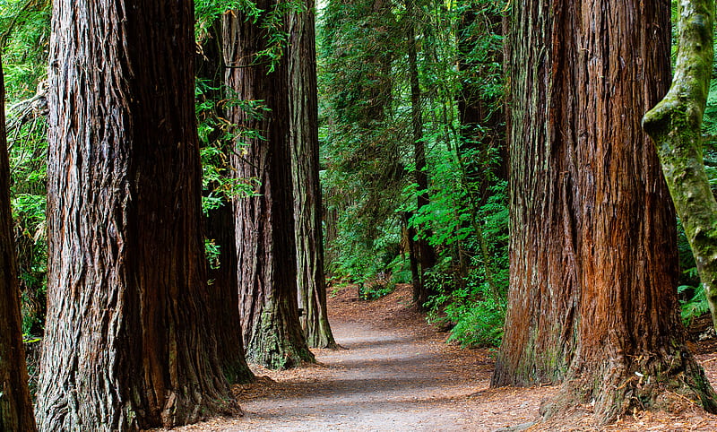 Suitable redwood habitats are changing with the climate, Santa Cruz Redwoods, HD wallpaper