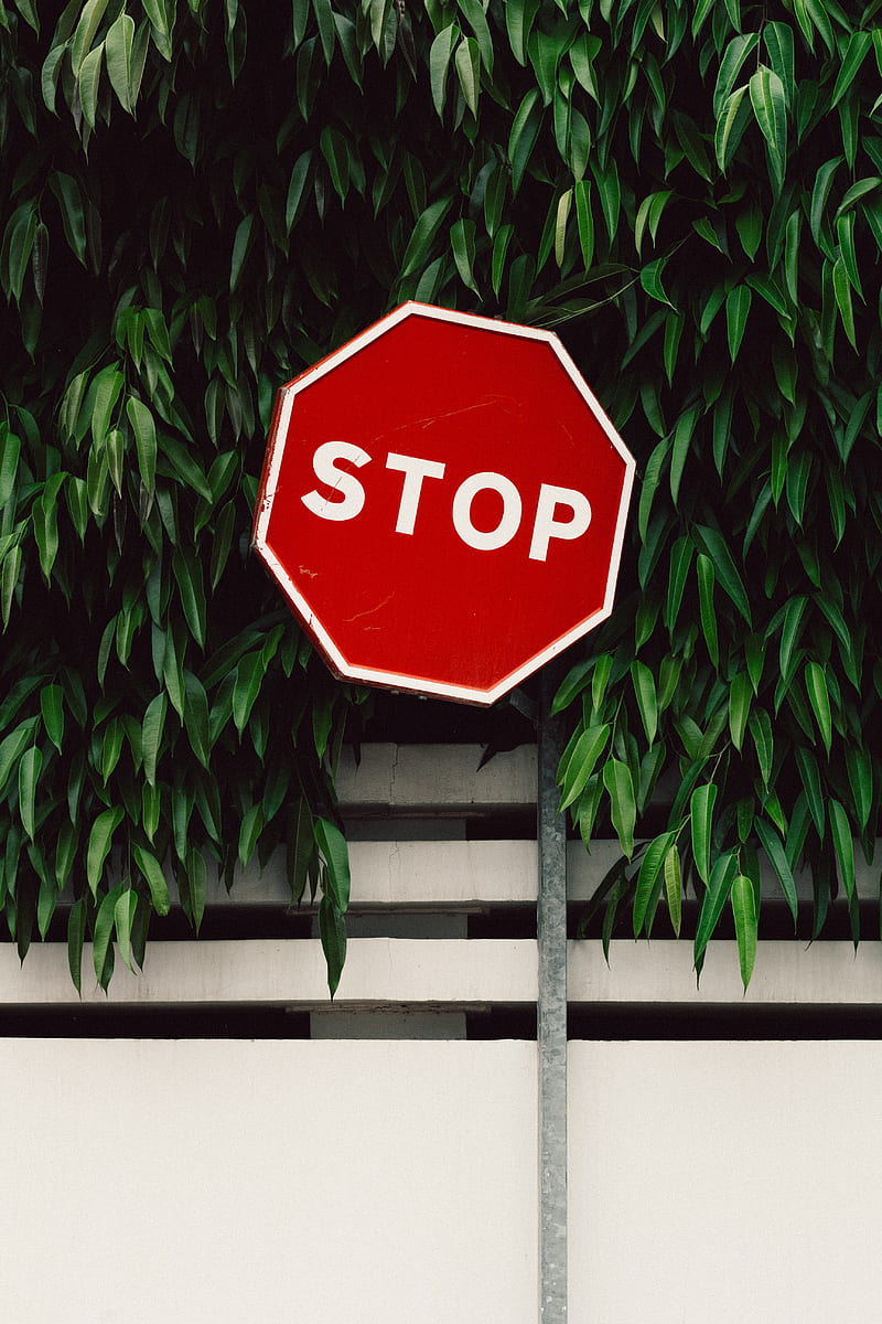 red and white Stop road sign near green tree, HD phone wallpaper
