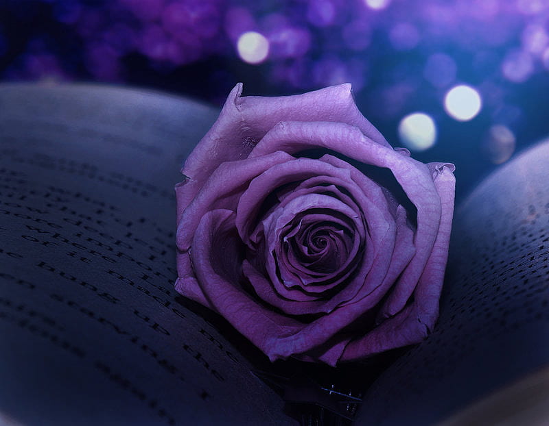 Winter's Rose, book, amazing purple colored, rose, winter, HD wallpaper ...