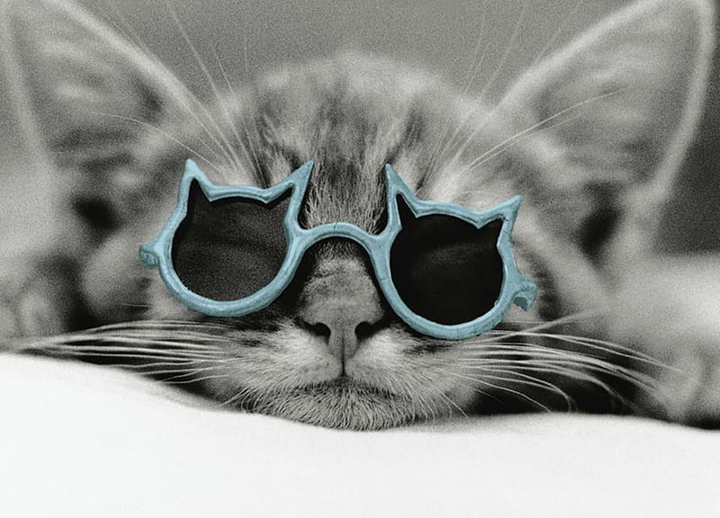 Kitten, cute, cool, rachael hale, glasses, cat, animal, blue, HD wallpaper