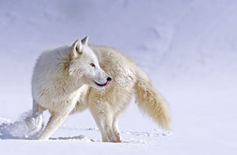 Snow wolf, arctic, black, abstract, animal, canis lupus, quotes, gris ...