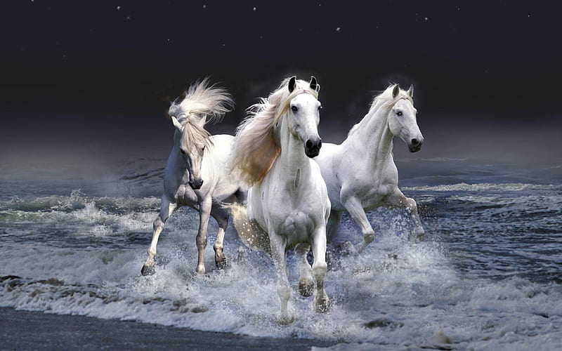 white horse -Amazing Horse theme, HD wallpaper