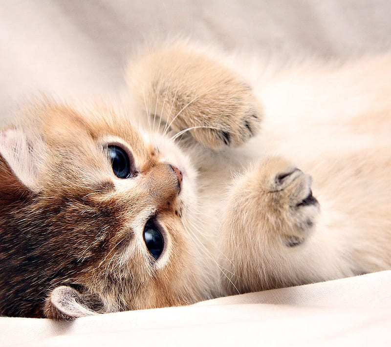 cute kitty, kitten, lovely, meow, sweet, HD wallpaper