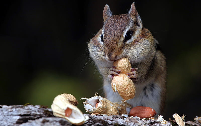 hungry squirrel-Animal, HD wallpaper