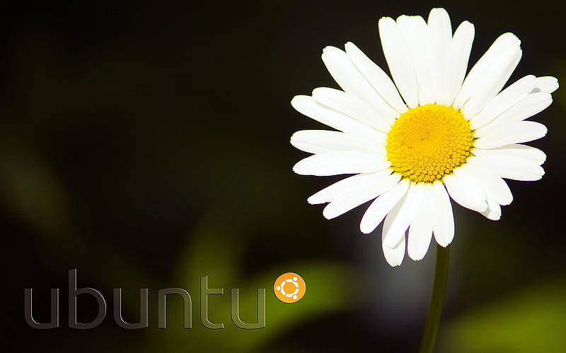 Nature Ubuntu, flower, nature, camomile, ubuntu, HD wallpaper