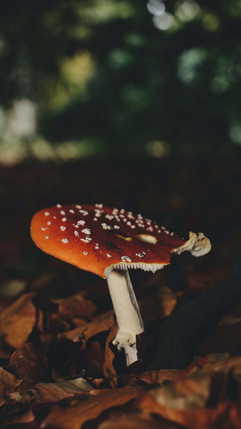 Autumn Mushroom, fall, nature, outside, trees, fall, HD phone wallpaper