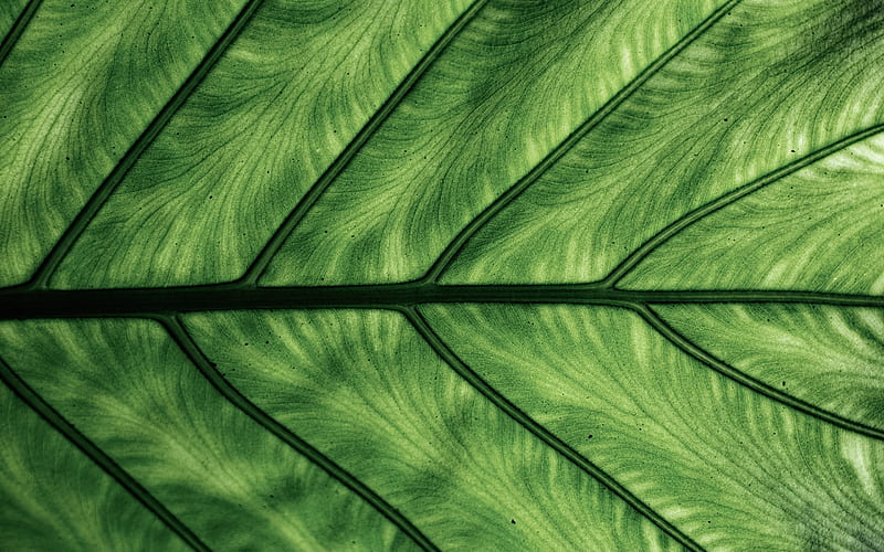 green leaf texture, green leaf, eco background, green leaf background, natural textures, HD wallpaper