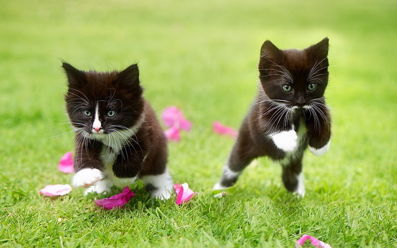 Kittens, black, cat, animal, cute, green, summer, running, petals, kitten, white, pink, couple, pisica, HD wallpaper