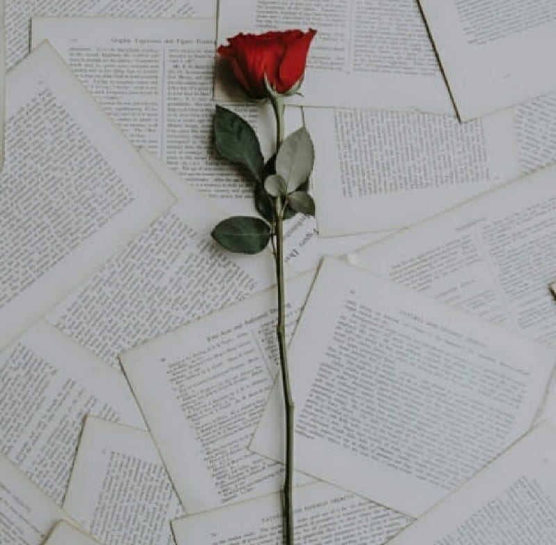 Rosas, bohemio, colombia, leaves, libros, papel, red, rose, rosado, viejo, HD wallpaper