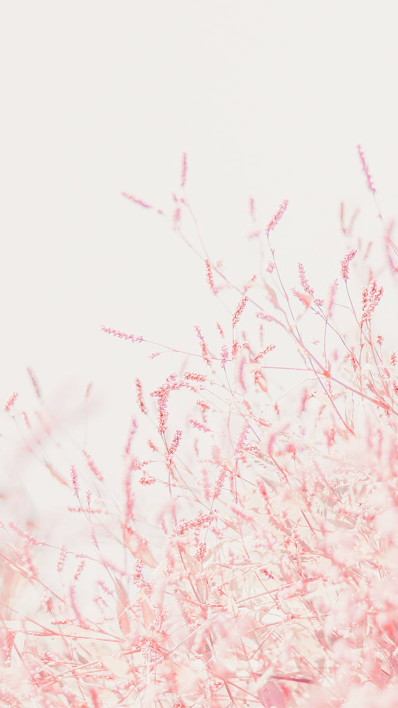 Pastel floral, floral, girly, pastel, pink, plant, HD phone wallpaper |  Peakpx