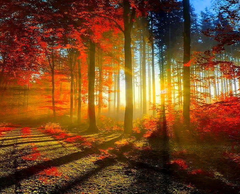 October dawning, fall, autumn, sunshine, trees, HD wallpaper