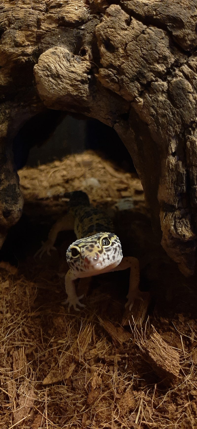 Gecko, lagarto, reptil, HD phone wallpaper