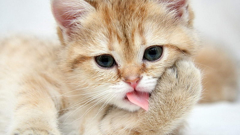 Cat licking., cute, little, cat, licking, HD wallpaper