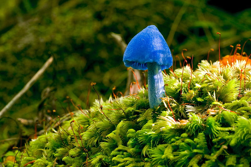 entoloma hochstetteri mushroom, new, mushroom, zealand, blue, HD wallpaper