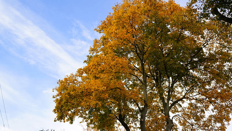 Shiny Autumn Day, autumn trees, scenic autumn, scenic fall, blue sky, beautiful autumn, HD wallpaper