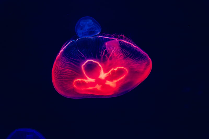 red and blue jellyfish, HD wallpaper