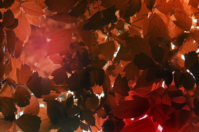leaves, sunlight, autumn, nature, HD wallpaper