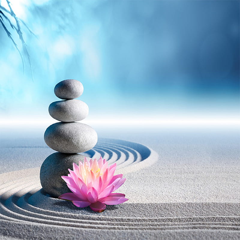 zen lotus, flower, pebble, pebbles, tranquil, HD phone wallpaper