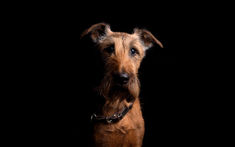 Irish Terrier, close-up, darkness, pets, dogs, brown irish terrier, cute animals, Irish Terrier Dog, HD wallpaper