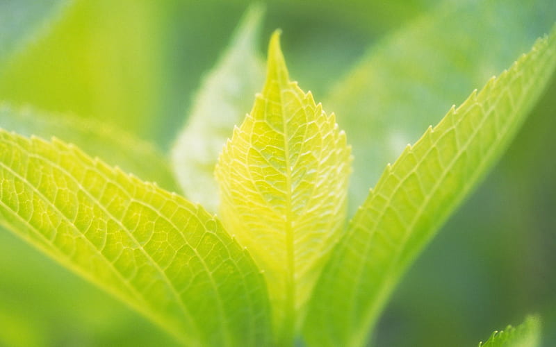 40 soft focus green leaves -hazy soft green leaves, HD wallpaper