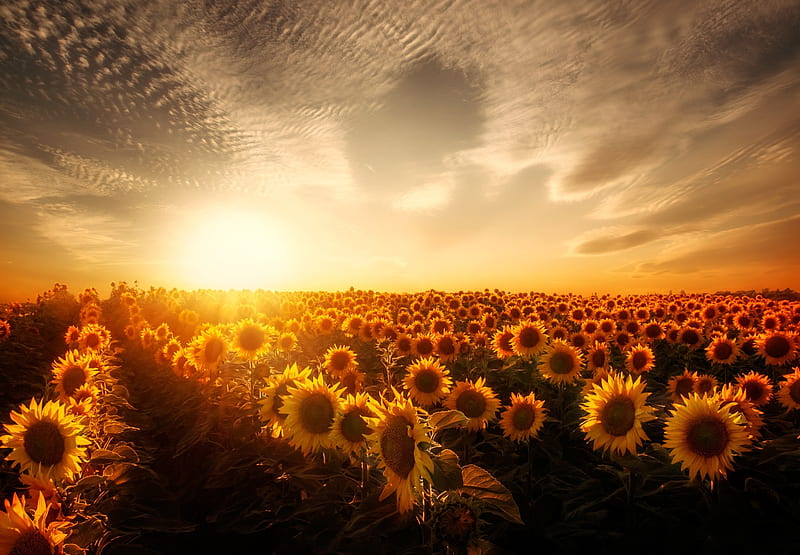 Sunflowers Sunset, sunflowers, sunset, nature, HD wallpaper