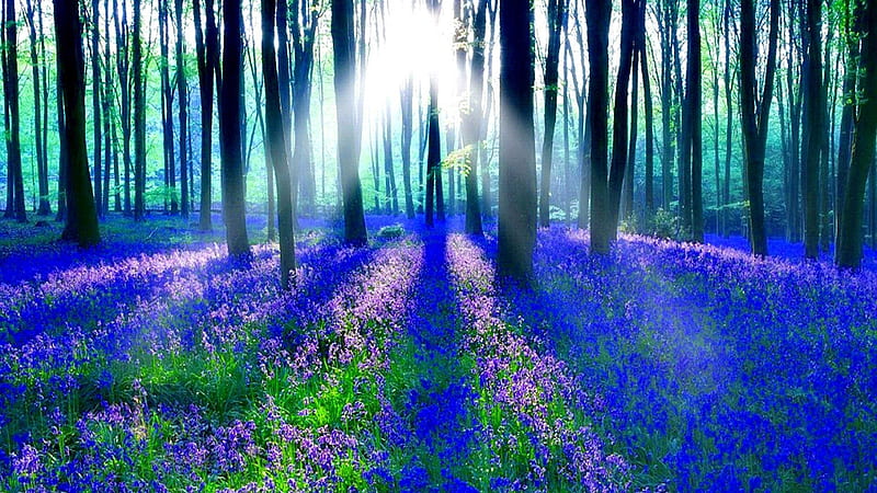Sun Through The Bluebell Forest, forest, sun, shine, trees, bluebell, lights, rays, nature, wood, blue, HD wallpaper