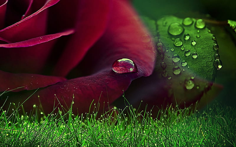 close-up, red rose, water drop, dew, roses, HD wallpaper