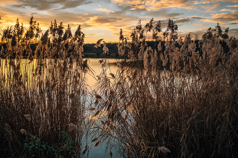 lake, reeds, shore, water, dusk, HD wallpaper