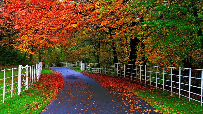 Road With Falling Leaves In Between Of Trees Nature, HD wallpaper