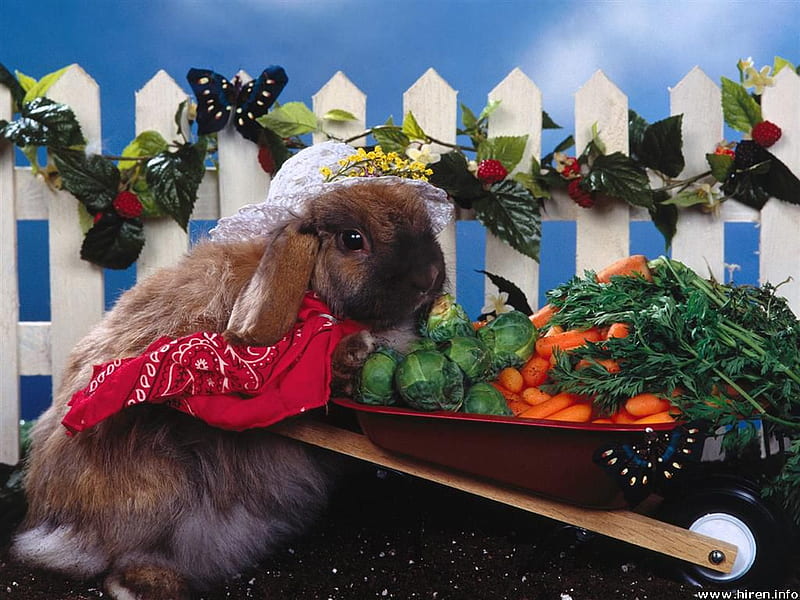 Green Thumb, fence, rabbit, flowers, scarf, bunny, wheelbarrow, vegetables, HD wallpaper