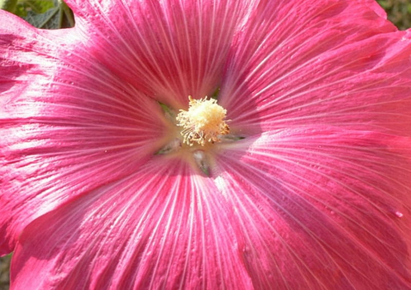 Hollyhock, petals, close up, bloom, pink, HD wallpaper