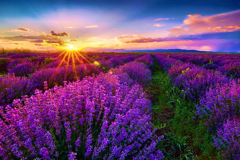 Colorful Sunset, sky, field, sun, blossoms, lavender, clouds, HD wallpaper