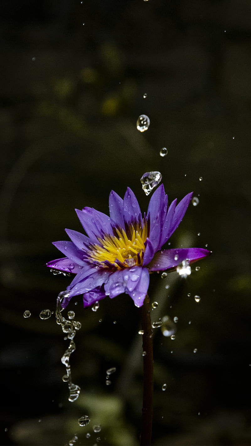 Flower, flowers, iphone, lotus, mobile, nature, purple flower, water drop,  water lily, HD phone wallpaper | Peakpx