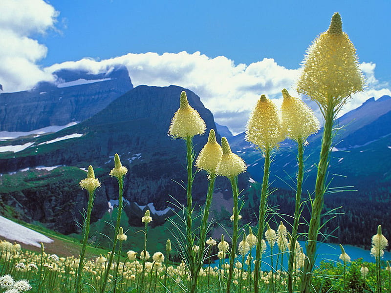 Beargrass, mountain, graphy, grass, flower, lily, nature, blue sky, HD wallpaper